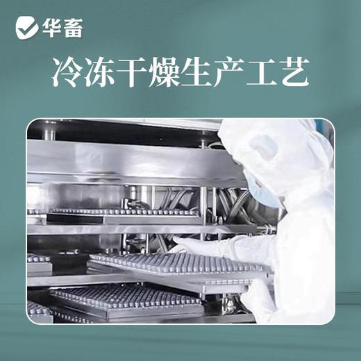 华畜弧菌克星弧菌清水产养殖鱼虾杀菌白斑空肠空胃噬菌海缸弧克 商品图3