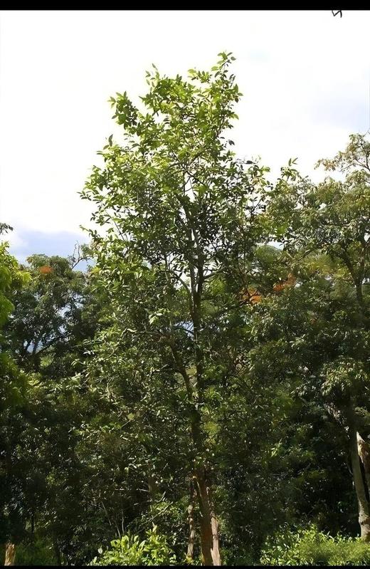 12月16日中午12点【三家寨高杆】挑选2025三家寨5棵古树高杆少量制作，茶汤感喉韵感染力极强，357克/片 商品图5