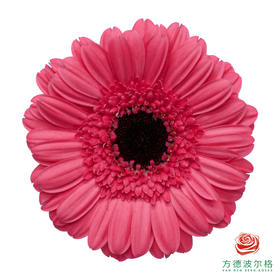 非洲菊 碧琪 10枝一扎