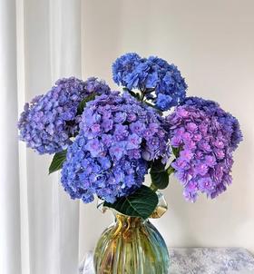 绣球 | 重瓣随机色