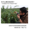 【宁夏中宁有机枸杞】749项农残0检出  匠心之选  250g/罐，长沙发出 中通快递    中果50g约500粒左右     大果50g约280粒左右 商品缩略图1