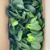 [最农公社]顺丰到家|苏北露天青菜买4斤送1斤发5斤 打霜苏州青 现采现发 商品缩略图4