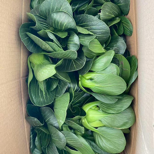 [最农公社]顺丰到家|苏北露天青菜买4斤送1斤发5斤 打霜苏州青 现采现发 商品图4