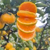 热卖中！！【国家地理标志产品】浙江临海涌泉蜜桔特优级精品果（5斤/箱：18-30个） 商品缩略图5