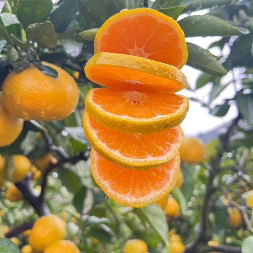 热卖中！！【国家地理标志产品】浙江临海涌泉蜜桔特优级精品果（5斤/箱：18-30个） 商品图5