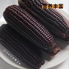 【有机小黑糯玉米】！有机种植，有机高温蒸煮，含花青素，口感香甜软糯，采收吐穗后22-24天黄金期的玉米，严控采收量，确保当天都能锁鲜入库 商品缩略图7