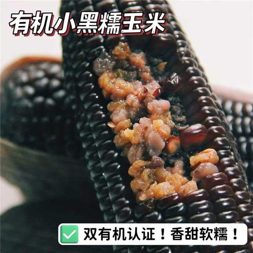 【有机小黑糯玉米】！有机种植，有机高温蒸煮，含花青素，口感香甜软糯，采收吐穗后22-24天黄金期的玉米，严控采收量，确保当天都能锁鲜入库 商品图0