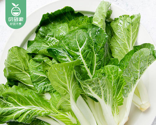 漳州新鲜黑叶小白菜/1份（约300g） 商品图1