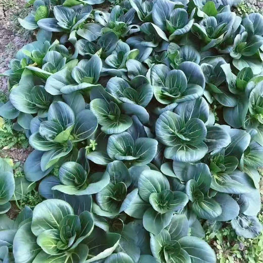 [最农公社]顺丰到家|苏北露天青菜买4斤送1斤发5斤 打霜苏州青 现采现发 商品图2