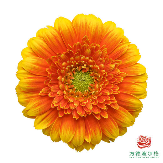 非洲菊 莫阿娜 10枝一扎 商品图0