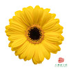 非洲菊 海绵宝宝 10枝一扎 商品缩略图0
