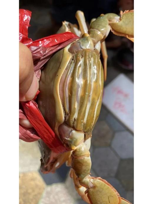 & 正宗红膏蟹🦀滿黄肉多 特挑全母蟹，只只肥美😋包活到家‼ 商品图5