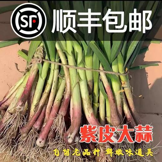 [最农公社]顺丰到家|苏北露天红根紫皮大蒜青蒜3斤5斤好大蒜吃在嘴里是香的不臭嘴 商品图0