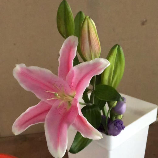 百合·索尔邦 商品图1