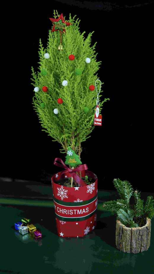 【小香松.圣诞树DIY】1盆+彩色小球9个+随机装饰星星1个+随机圣诞树装饰1个+圣诞包装纸1张+圣诞随机贺1张/份（高约50-55cm，圆通发货） 商品图3