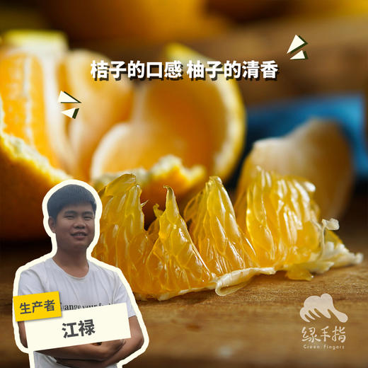 生态桔柚（极兔快递） | 合作生产 *Eco-Tangelo | Partner Production 商品图0