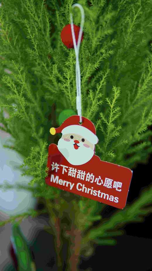 【小香松.圣诞树DIY】1盆+彩色小球9个+随机装饰星星1个+随机圣诞树装饰1个+圣诞包装纸1张+圣诞随机贺1张/份（高约50-55cm，圆通发货） 商品图6