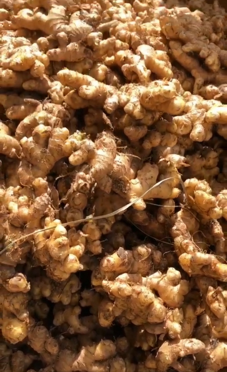 【鲜采现晾，下单后预计3-5天发货】大理漾濞高山生态农家老品种自留种小黄姜