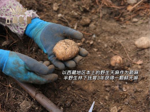 【奕虹心选】海拔4100米的雪域高原 藏地鲜天麻西藏林芝波密原始森林，纯野生抚育3年，西藏产地直发，品质保证👍 商品图3