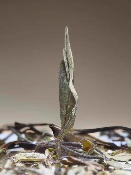 中茶山海太姥典藏白牡丹白茶三年陈500g福鼎老白茶礼盒装散茶陈年 商品图1