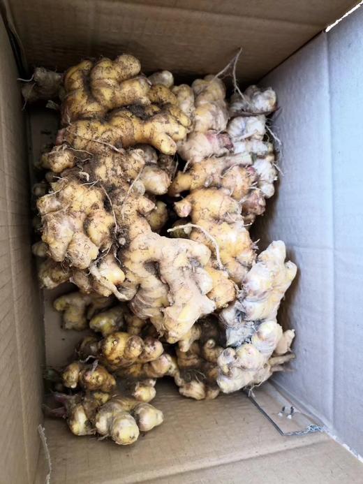 【鲜采现晾，下单后预计3-5天发货】大理漾濞高山生态农家老品种自留种小黄姜 商品图3