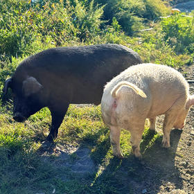 农家源头价『云南跑山猪肉』喝山泉、食百草，每天徒步几公里。传统的粗粮喂养，无激素，无瘦肉精，只有在山村才能吃到的好东西。
