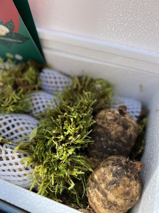 【奕虹心选】海拔4100米的雪域高原 藏地鲜天麻西藏林芝波密原始森林，纯野生抚育3年，西藏产地直发，品质保证👍 商品图6