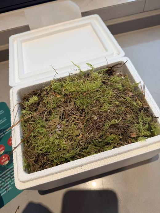 【奕虹心选】海拔4100米的雪域高原 藏地鲜天麻西藏林芝波密原始森林，纯野生抚育3年，西藏产地直发，品质保证👍 商品图1