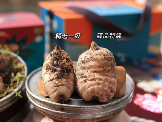 【奕虹心选】海拔4100米的雪域高原 藏地鲜天麻西藏林芝波密原始森林，纯野生抚育3年，西藏产地直发，品质保证👍 商品图5