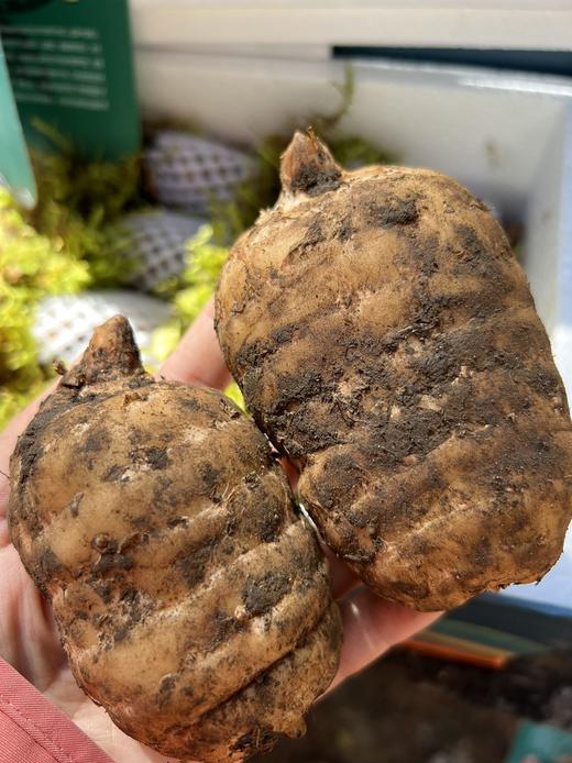 【奕虹心选】海拔4100米的雪域高原 藏地鲜天麻西藏林芝波密原始森林，纯野生抚育3年，西藏产地直发，品质保证👍 商品图9