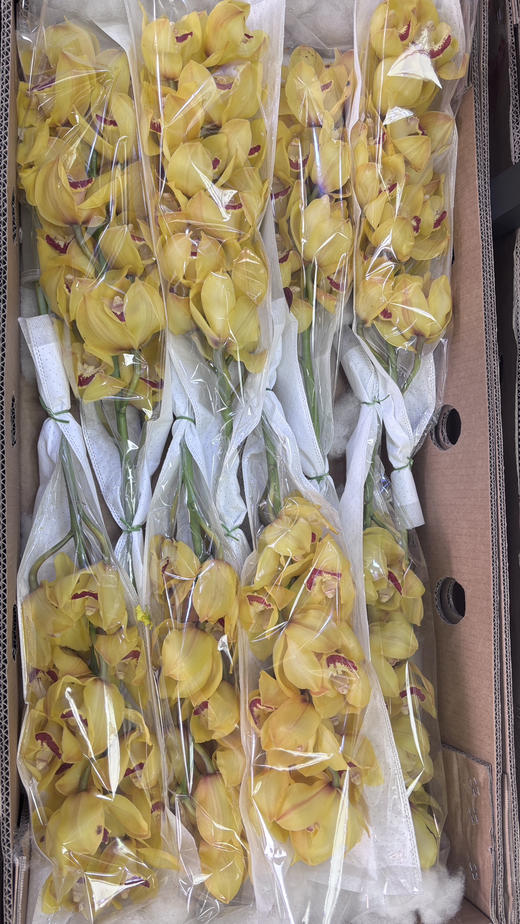 【国产蕙兰】岁月（黄色）单枝 商品图3