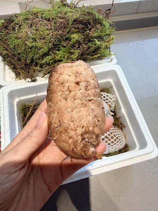 【奕虹心选】海拔4100米的雪域高原 藏地鲜天麻西藏林芝波密原始森林，纯野生抚育3年，西藏产地直发，品质保证👍 商品图8