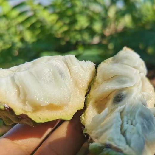 柠檬君释迦果 （小乔番荔枝）  生态种植当季新鲜水果【顺丰/京东快递】 商品图3