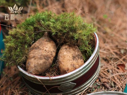 【奕虹心选】海拔4100米的雪域高原 藏地鲜天麻西藏林芝波密原始森林，纯野生抚育3年，西藏产地直发，品质保证👍 商品图7