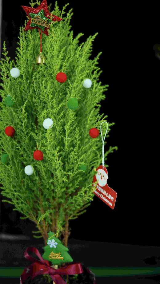 【小香松.圣诞树DIY】1盆+彩色小球9个+随机装饰星星1个+随机圣诞树装饰1个+圣诞包装纸1张+圣诞随机贺1张/份（高约50-55cm，圆通发货） 商品图5