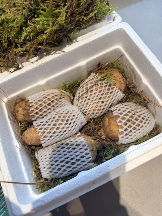 【奕虹心选】海拔4100米的雪域高原 藏地鲜天麻西藏林芝波密原始森林，纯野生抚育3年，西藏产地直发，品质保证👍 商品图2