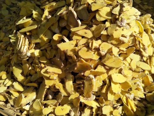 【鲜采现晾，下单后预计3-5天发货】大理漾濞高山生态农家老品种自留种小黄姜 商品图1