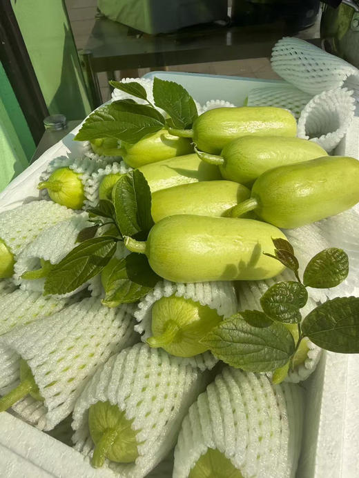 宏丰精选 拇指黄瓜，脆甜多汁，活动价14.8一斤 商品图5