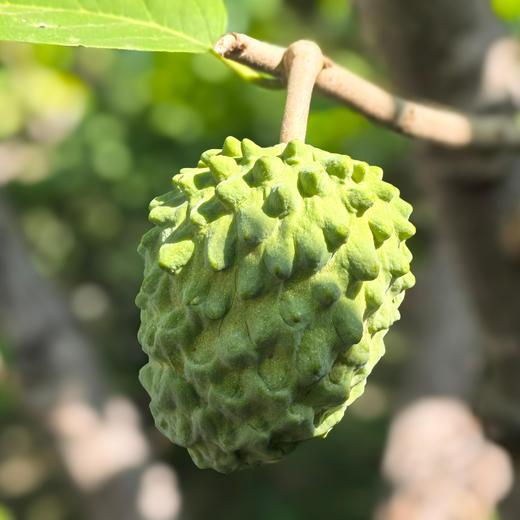 柠檬君释迦果 （小乔番荔枝）  生态种植当季新鲜水果【顺丰/京东快递】 商品图2