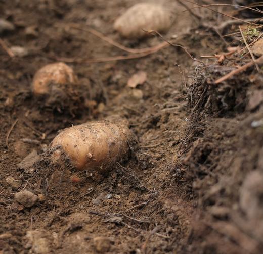 【奕虹心选】海拔4100米的雪域高原 藏地鲜天麻西藏林芝波密原始森林，纯野生抚育3年，西藏产地直发，品质保证👍 商品图10