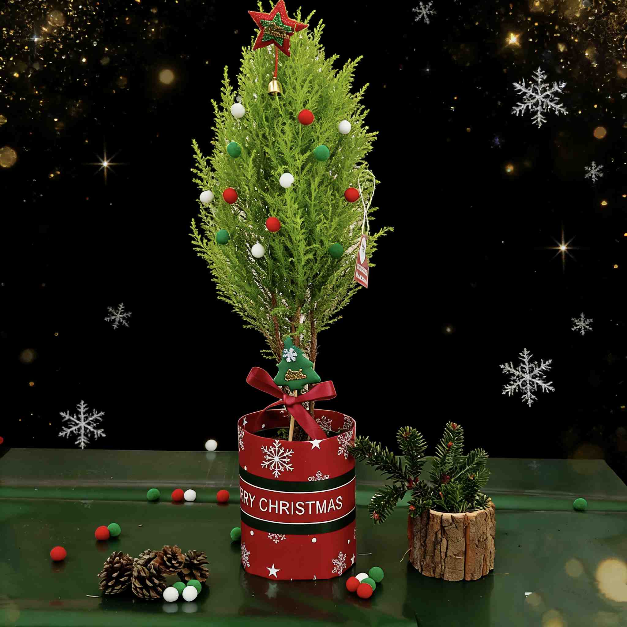 【小香松.圣诞树DIY】1盆+彩色小球9个+随机装饰星星1个+随机圣诞树装饰1个+圣诞包装纸1张+圣诞随机贺1张/份（高约50-55cm，圆通发货）
