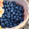 【抚仙湖蓝莓】用全国水质好的抚仙湖水灌溉的，长出的蓝莓水灵饱满，汁多肉甜，果皮厚厚，其中的花青素和维生素含量超高，爱护眼睛就多吃蓝莓！！ 商品缩略图0