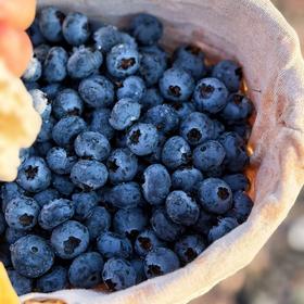 【抚仙湖蓝莓】用全国水质好的抚仙湖水灌溉的，长出的蓝莓水灵饱满，汁多肉甜，果皮厚厚，其中的花青素和维生素含量超高，爱护眼睛就多吃蓝莓！！