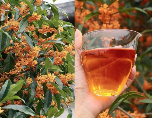 2025非遗桂花红茶 ，万朵桂花入茶香，窨一杯清醇回甘 商品图5