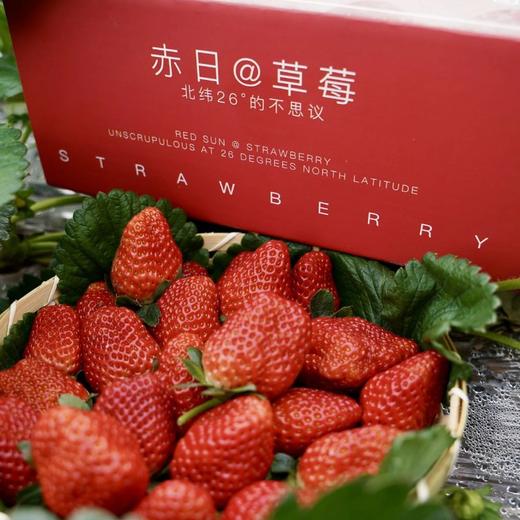 【顺丰空运】正宗攀枝花露天冬草莓 不打膨大剂 甜蜜素 真正成熟后采摘 不喷催红素 还给你小时候的草莓味道 ATX 商品图6