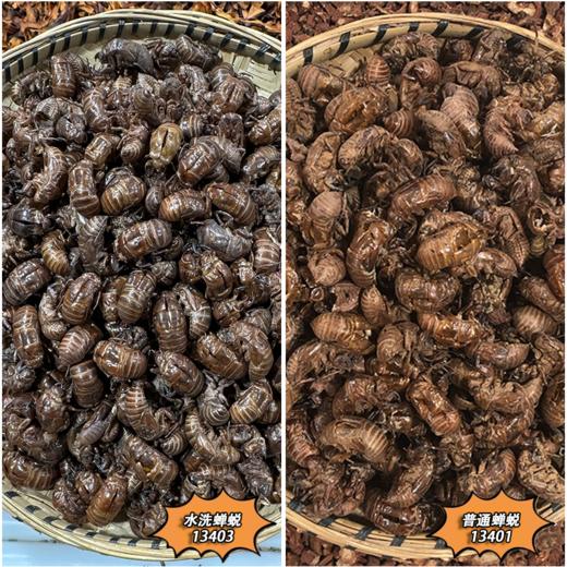蝉蜕  虫蜕 大蝉蜕 蝉壳 当季新货 商品图0