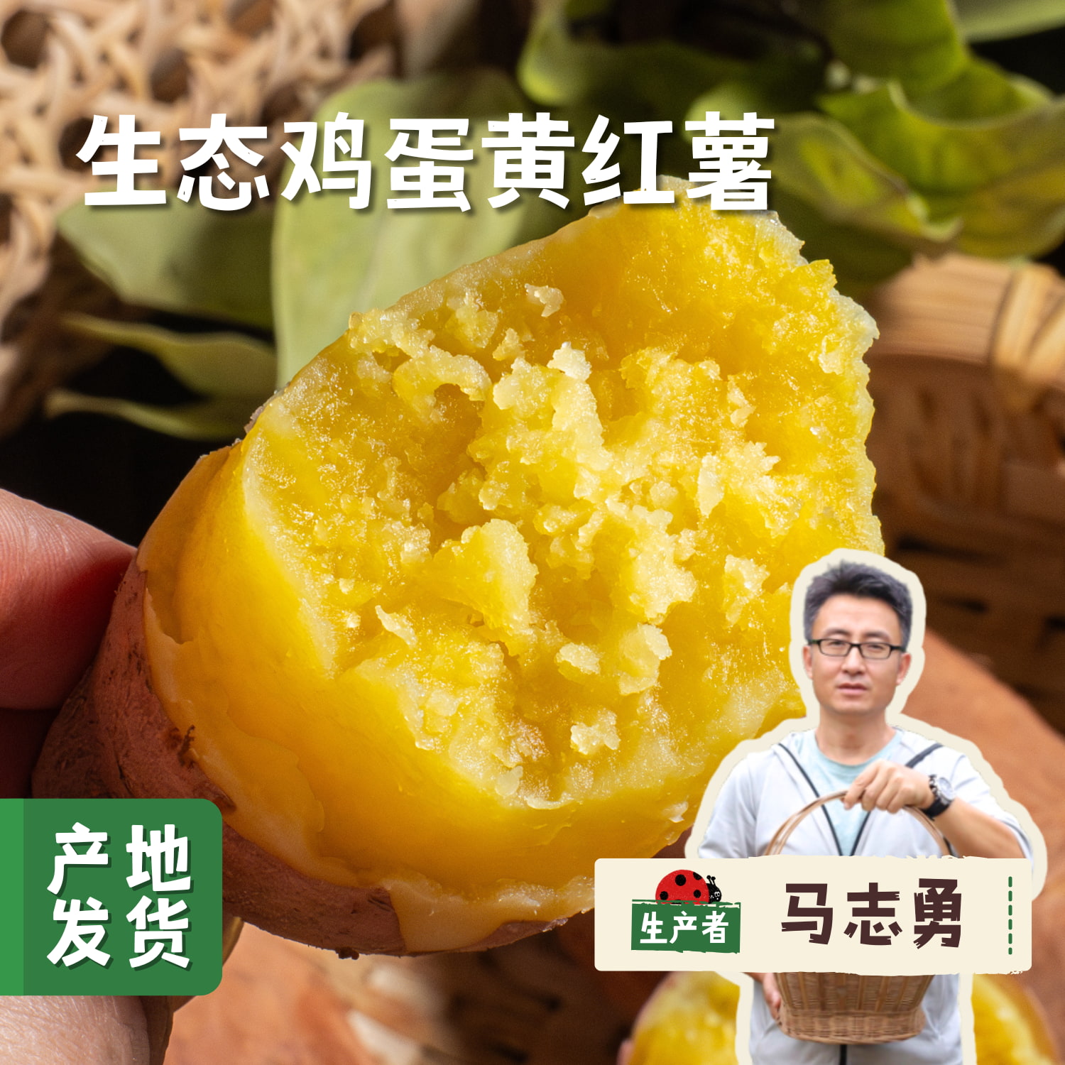 生态鸡蛋黄红薯 5斤 | 合作农友生产，产自成都，生产者：马志勇夫妇 *【公平贸易农人定价】