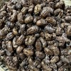 蝉蜕  虫蜕 大蝉蜕 蝉壳 当季新货 商品缩略图3