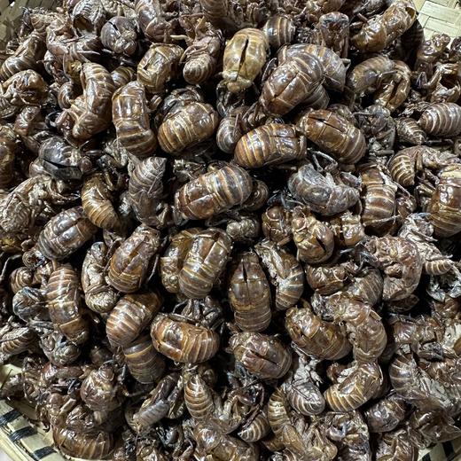 蝉蜕  虫蜕 大蝉蜕 蝉壳 当季新货 商品图3