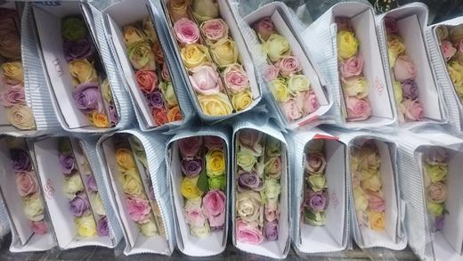 彩玫配色40-55cm 商品图1